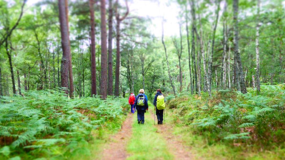 Ramblers walk and talk in a forest. Credit: Ben Dolphin